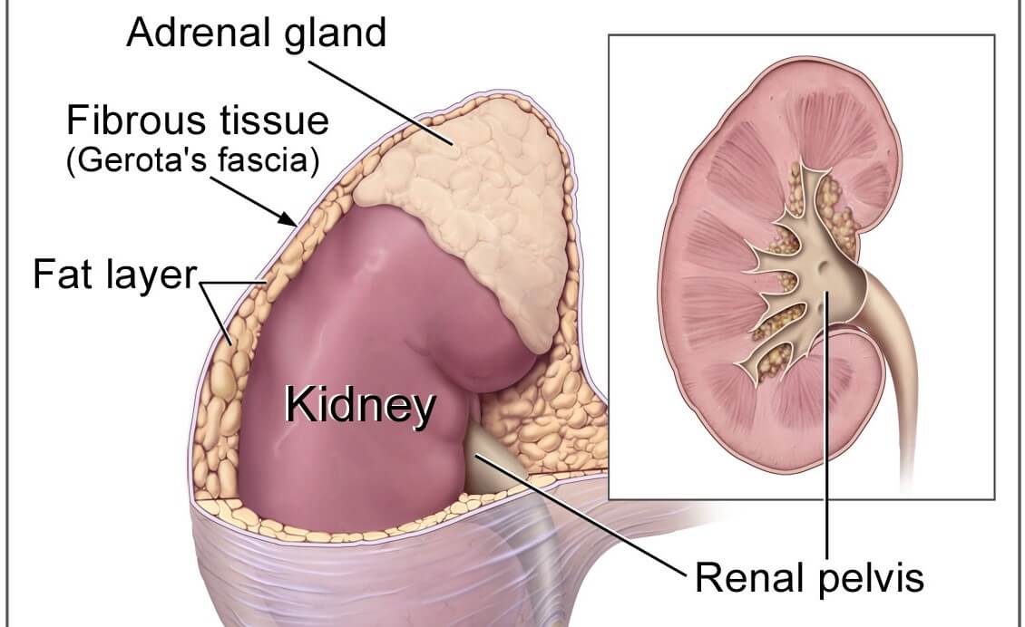 Alimentación Del Paciente Renal